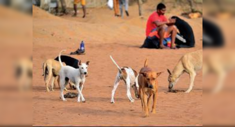 Calangute panchayat takes lead, sterilises 2,500 stray dogs