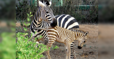 Bengaluru: Bannerghatta Zoo, Safari to reopen on Thursday