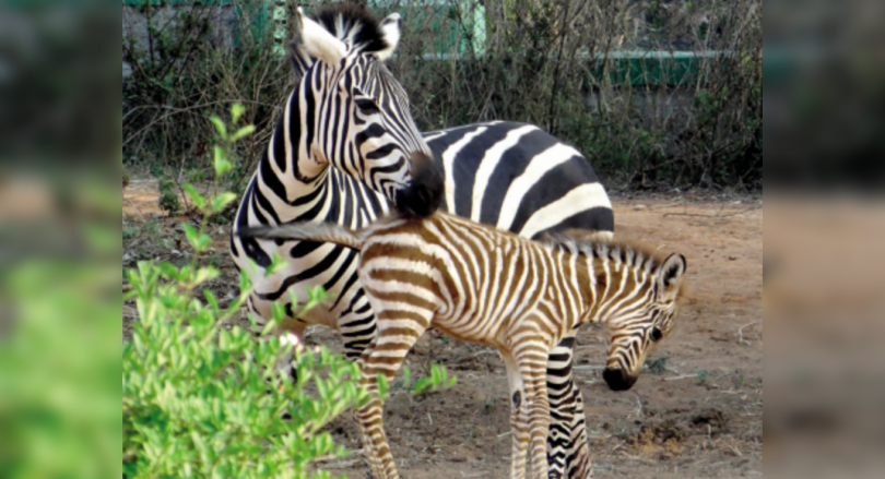 Bengaluru: Bannerghatta Zoo, Safari to reopen on Thursday