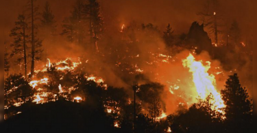 Police killed humans near the California Pot farm evacuated by fire