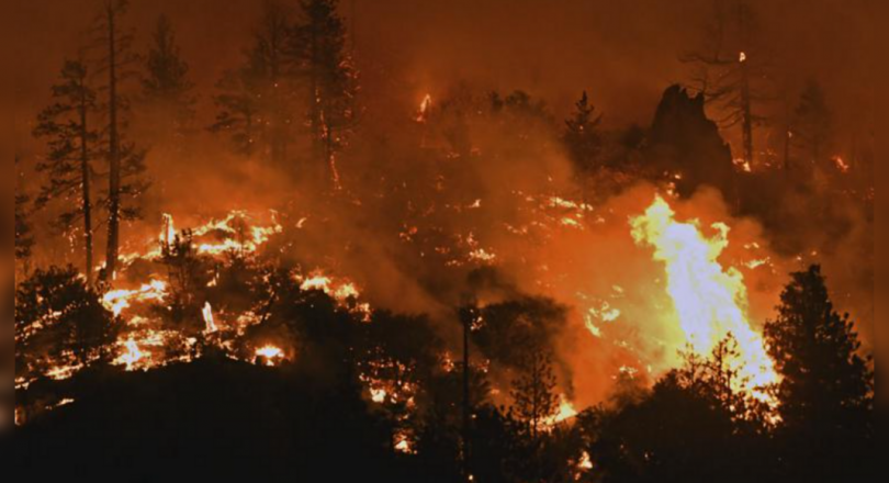 Police killed humans near the California Pot farm evacuated by fire