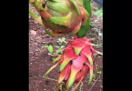 Enter a Dragon: In Canacona, the new fruit is exotic rooted