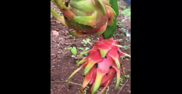 Enter a Dragon: In Canacona, the new fruit is exotic rooted