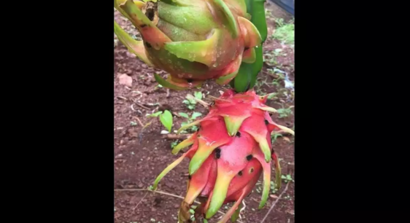Enter a Dragon: In Canacona, the new fruit is exotic rooted