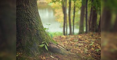 5 mini-forests to come up in north Delhi in a fortnight