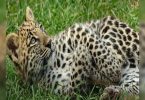 Leopard cub found dead in Manjakambai