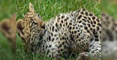 Leopard cub found dead in Manjakambai