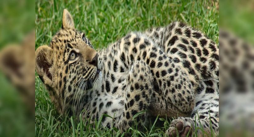 Leopard cub found dead in Manjakambai