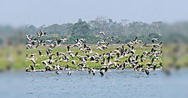 Panel to identify 9 elephant corridors at Kaziranga park