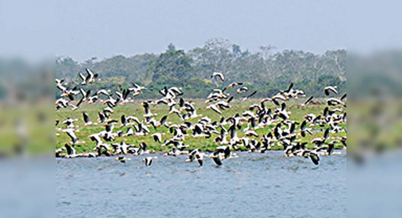 Panel to identify 9 elephant corridors at Kaziranga park