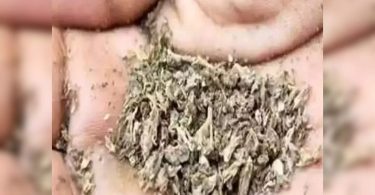 'Bihar’s ganja, charas consumption much below nat'l avg'