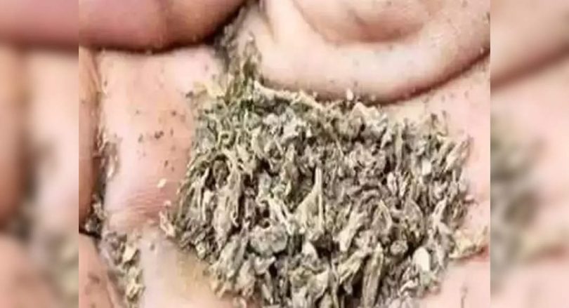 'Bihar’s ganja, charas consumption much below nat'l avg'