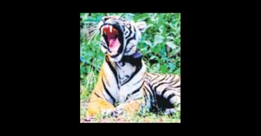 Attempt to encroach Ranthambore forest land unearthed by dept