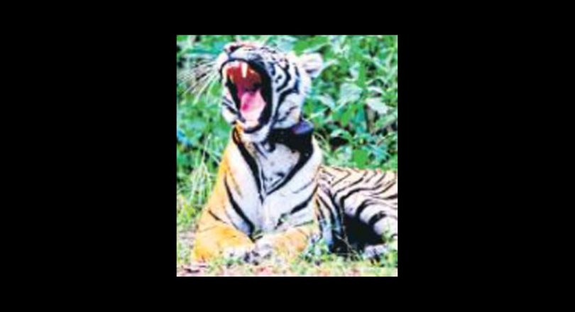 Attempt to encroach Ranthambore forest land unearthed by dept