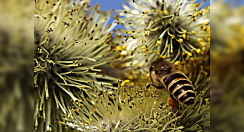 Pollination effecting Covid spread: Expert