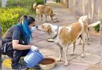 Delhi: This vet student makes sure no stray goes hungry