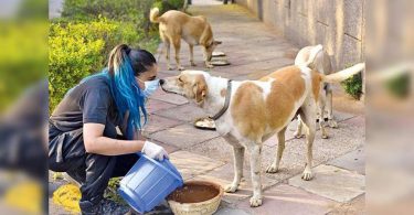 Delhi: This vet student makes sure no stray goes hungry
