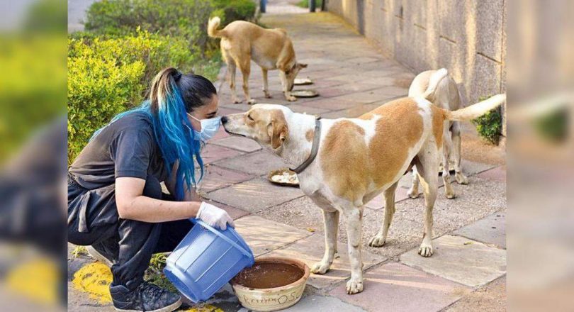 Delhi: This vet student makes sure no stray goes hungry
