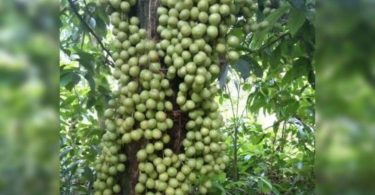 Assam’s ‘leteku’ exported to Dubai