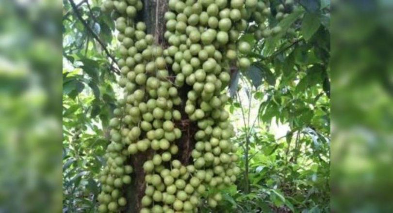 Assam’s ‘leteku’ exported to Dubai