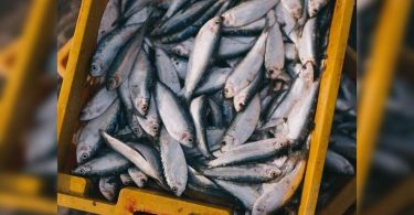 Fish essential item? No, say Bengaluru police