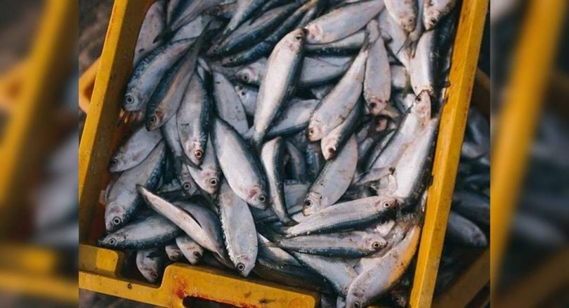 Fish essential item? No, say Bengaluru police