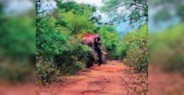 Radio collaring bid fails as ‘Baahubali’ maintains distance