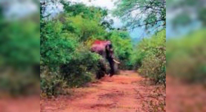 Radio collaring bid fails as ‘Baahubali’ maintains distance