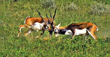 To bring Aravali blackbucks back, sanctuary in the works