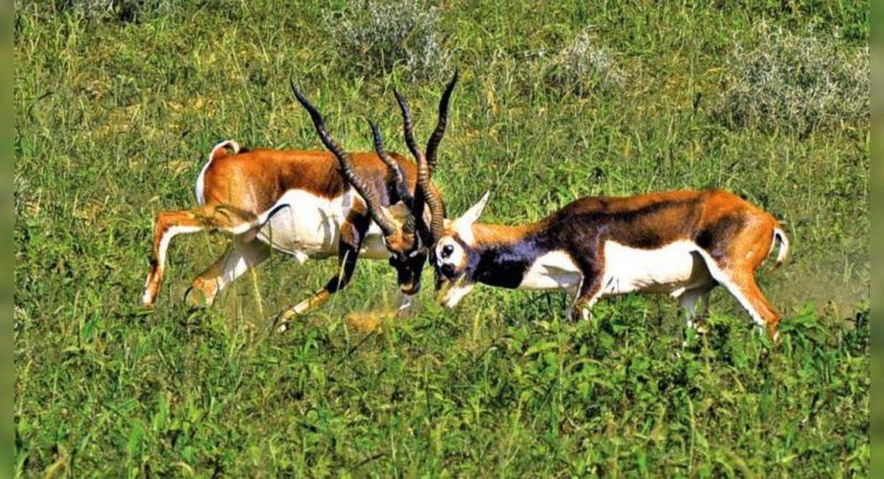 To bring Aravali blackbucks back, sanctuary in the works