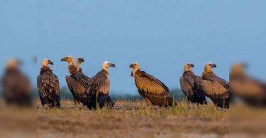 'New toxic threat to prey on Nasar birds in Gujarat'