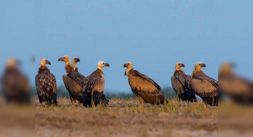 'New toxic threat to prey on Nasar birds in Gujarat'
