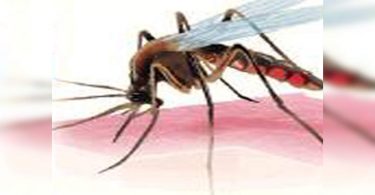 Pune: Rise in Dengue Case asks for cleanliness