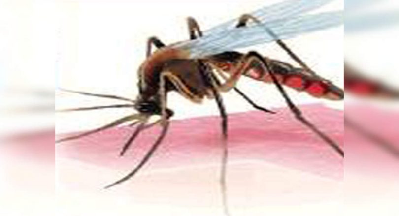 Pune: Rise in Dengue Case asks for cleanliness