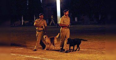 Four dog sniffers to help the cave police overcome medication