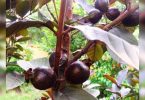 Bihar: The smell of developing black guava is rich in minerals, vitamins
