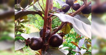 Bihar: The smell of developing black guava is rich in minerals, vitamins