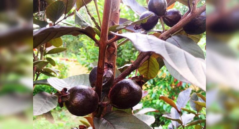 Bihar: The smell of developing black guava is rich in minerals, vitamins