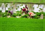 India to encourage the practice of tough climate agriculture as part of economic revival, supporting agricultural marketing in the northeast