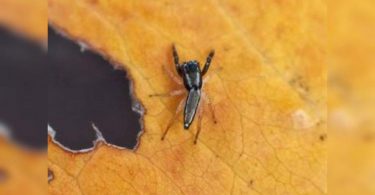 New spider species named after the URLE