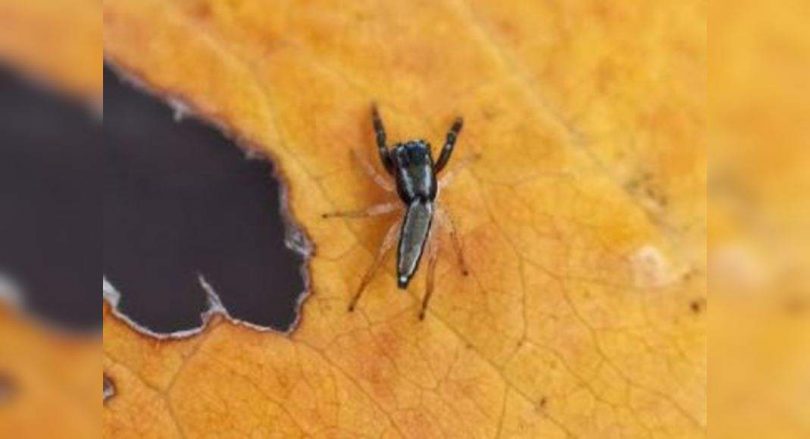 New spider species named after the URLE