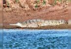 Gharial find a safe place to breed in Rajasthan Sanctuary