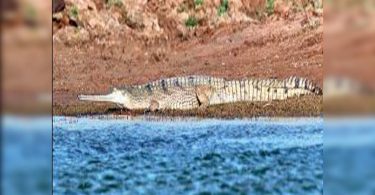 Gharial find a safe place to breed in Rajasthan Sanctuary