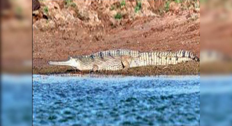 Gharial find a safe place to breed in Rajasthan Sanctuary