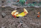 The death toll in landslides and floods rose to 149 in Maharashtra
