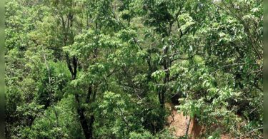 Karnataka: Two friends have maintained 21 hectares of forests in Sagar for more than a decade