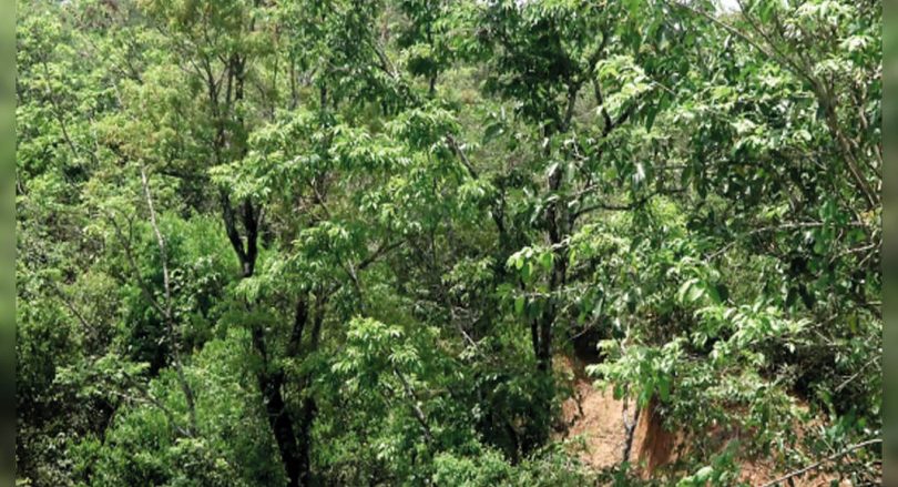 Karnataka: Two friends have maintained 21 hectares of forests in Sagar for more than a decade
