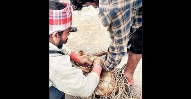 Telangana: Eight dogs found to be tied up, beaten with a stick