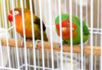 AWBI issued advisers to the country and UTS to prohibit caging from aerial birds