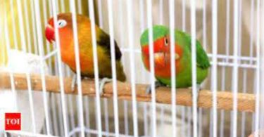AWBI issued advisers to the country and UTS to prohibit caging from aerial birds